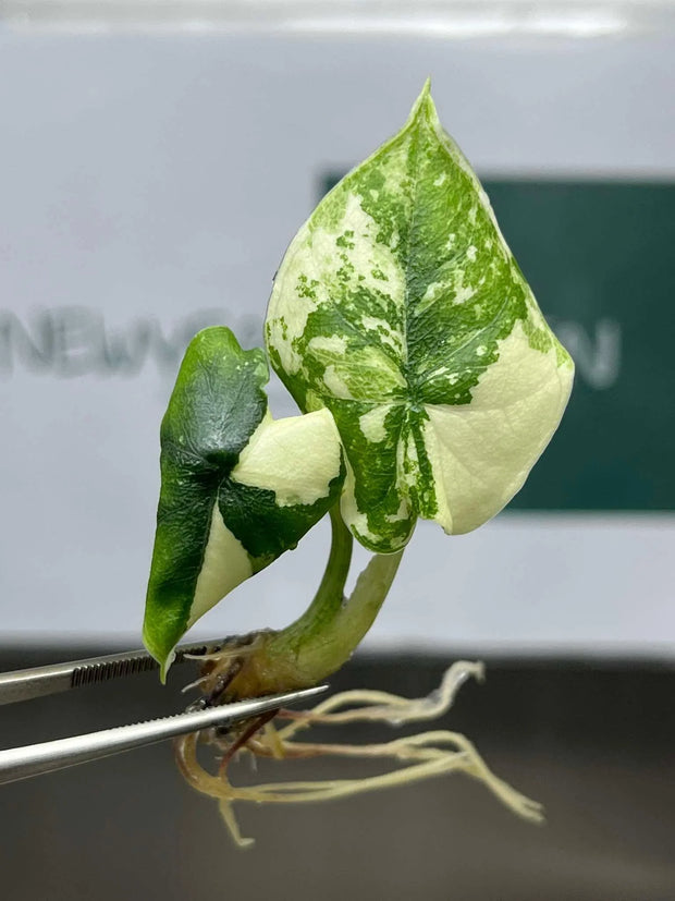 WISH LIST PLANTS, WITHIN REACH.